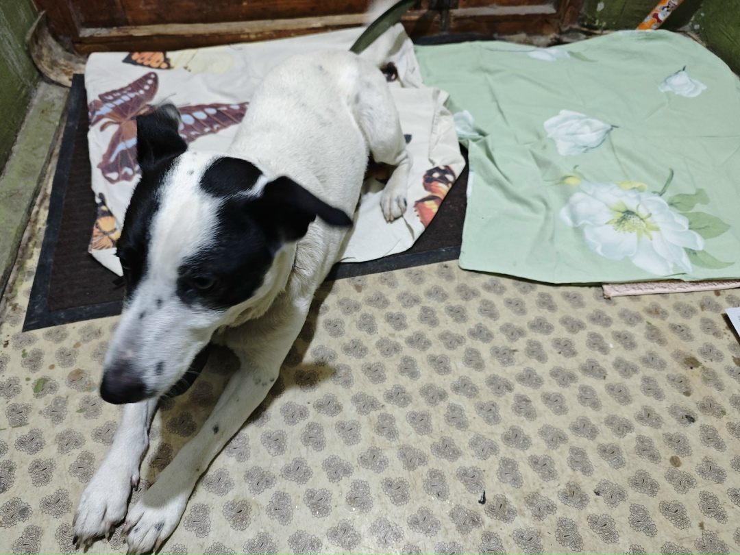 Найдена собака в Ногинске — фото объявления