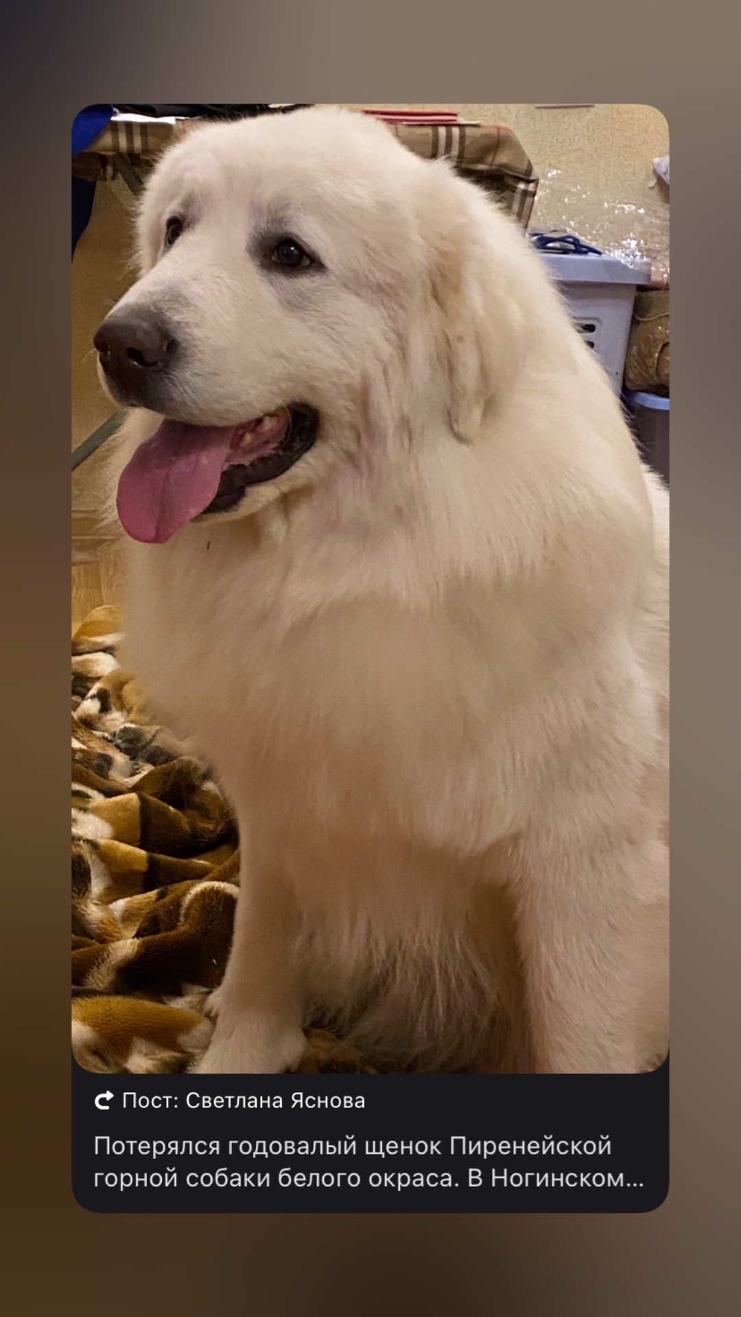 Пропала собака в Ногинске — фото объявления