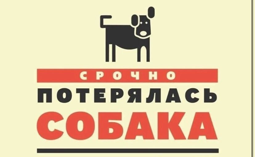 Пропала собака в Ногинске — фото объявления