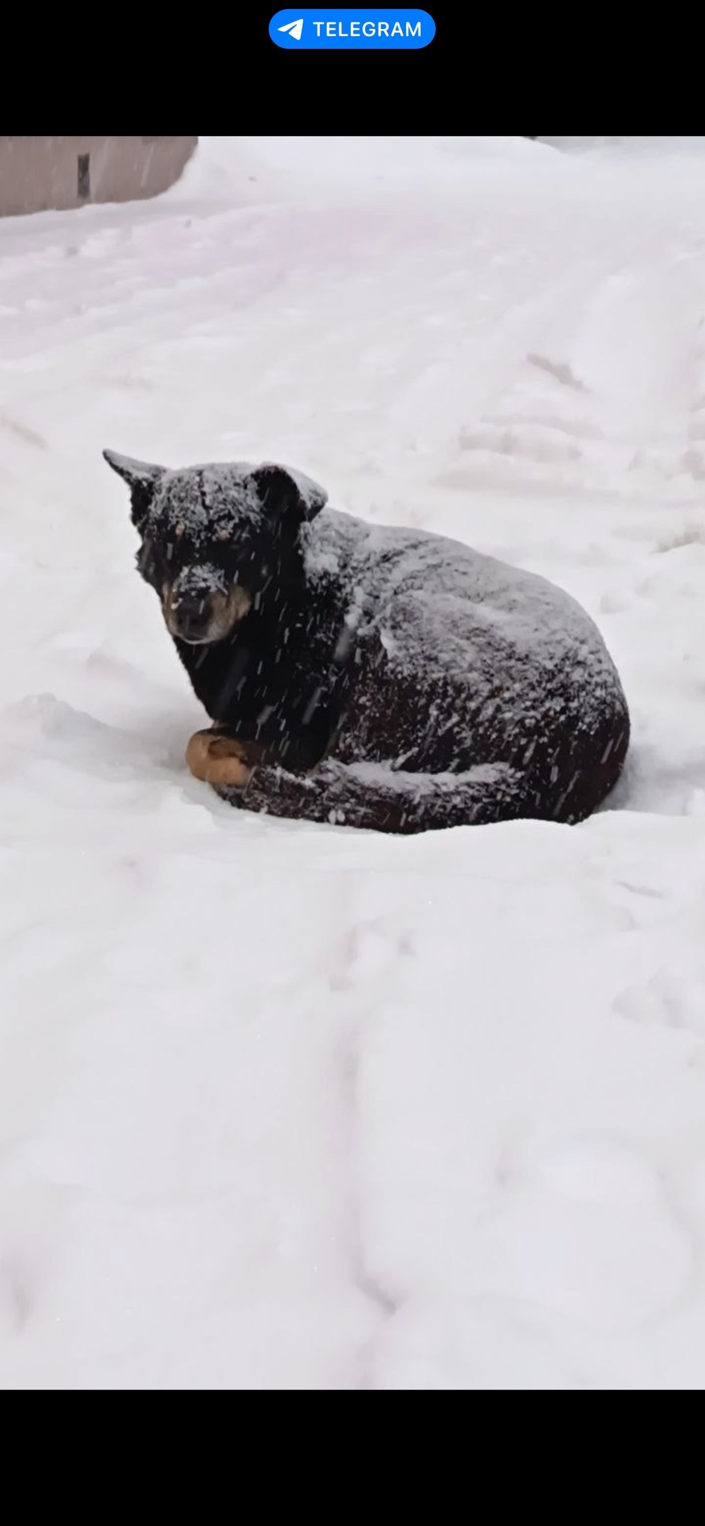 Пропала собака в Ногинске — фото объявления
