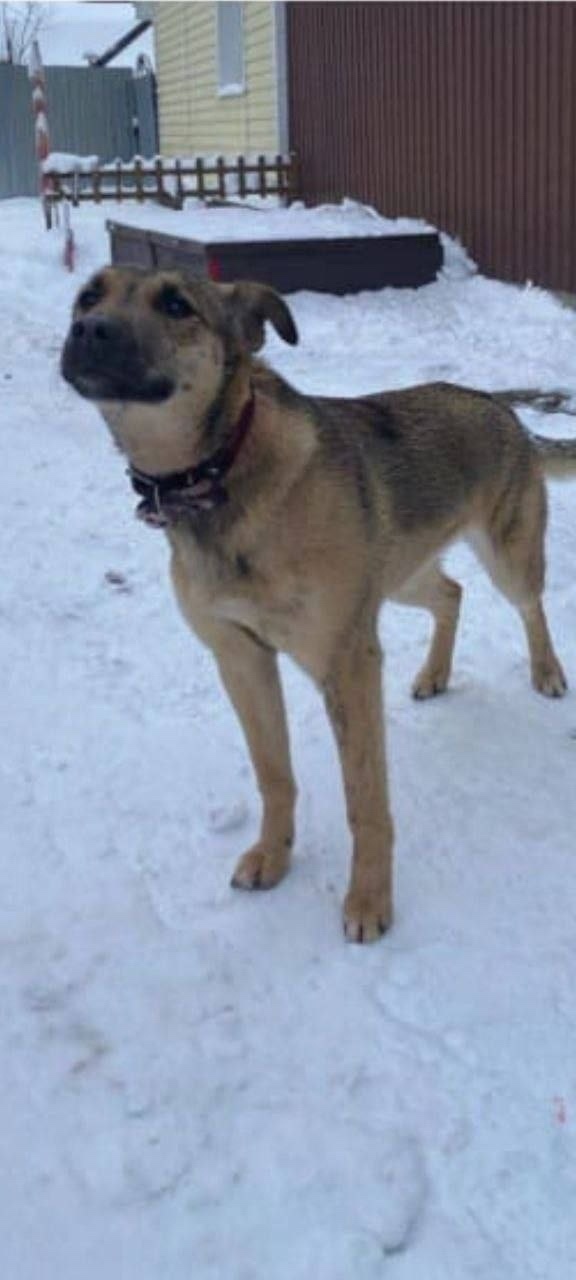 Найдена собака в Ногинске — фото объявления