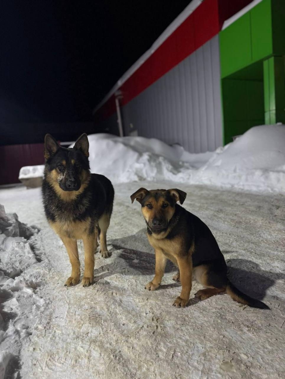Найдена собака в Ногинске — фото объявления