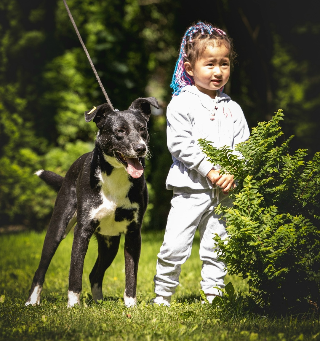 Найдена собака в Октябрьском — фото объявления