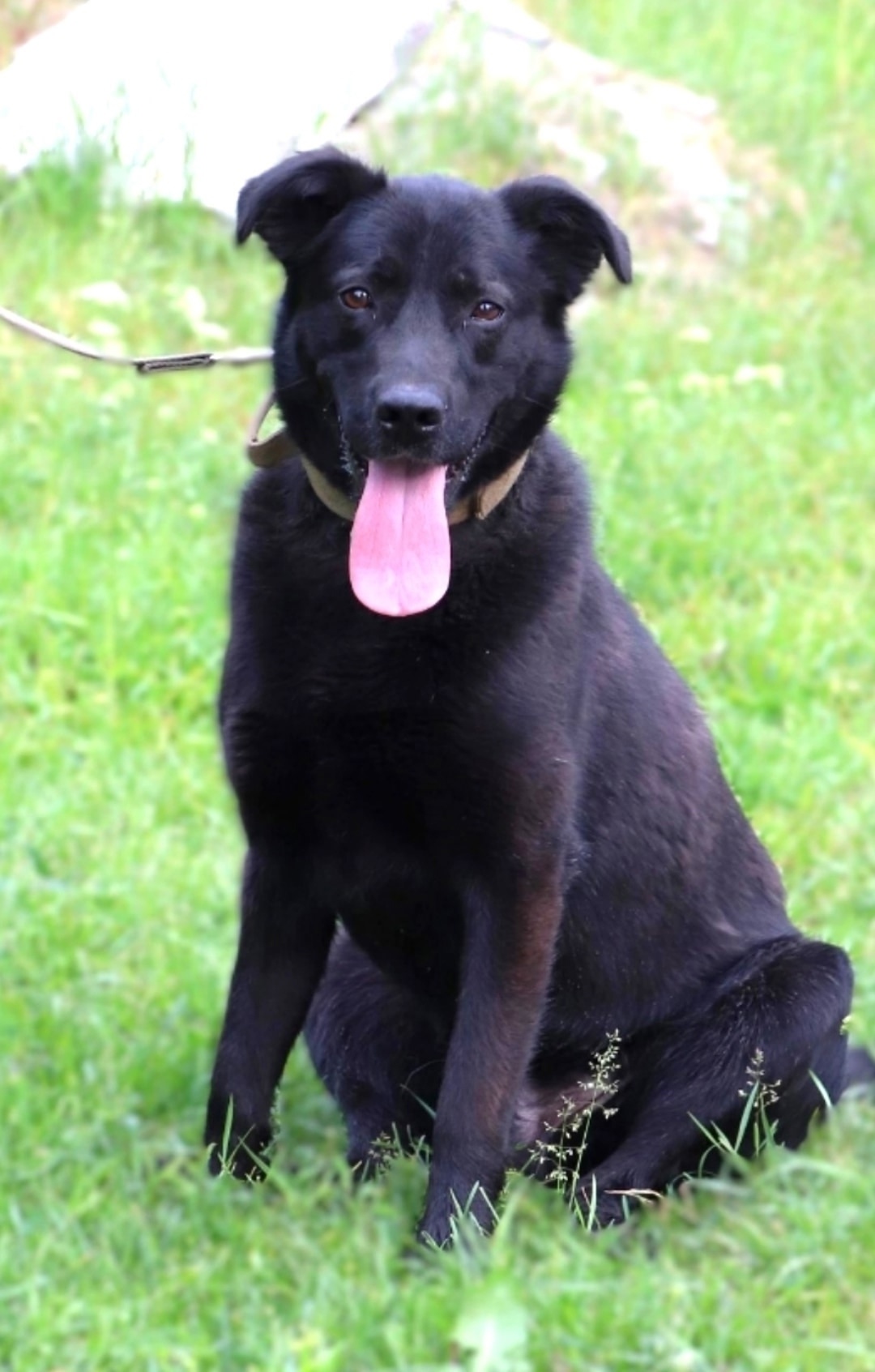 Найдена собака в Октябрьском — фото объявления