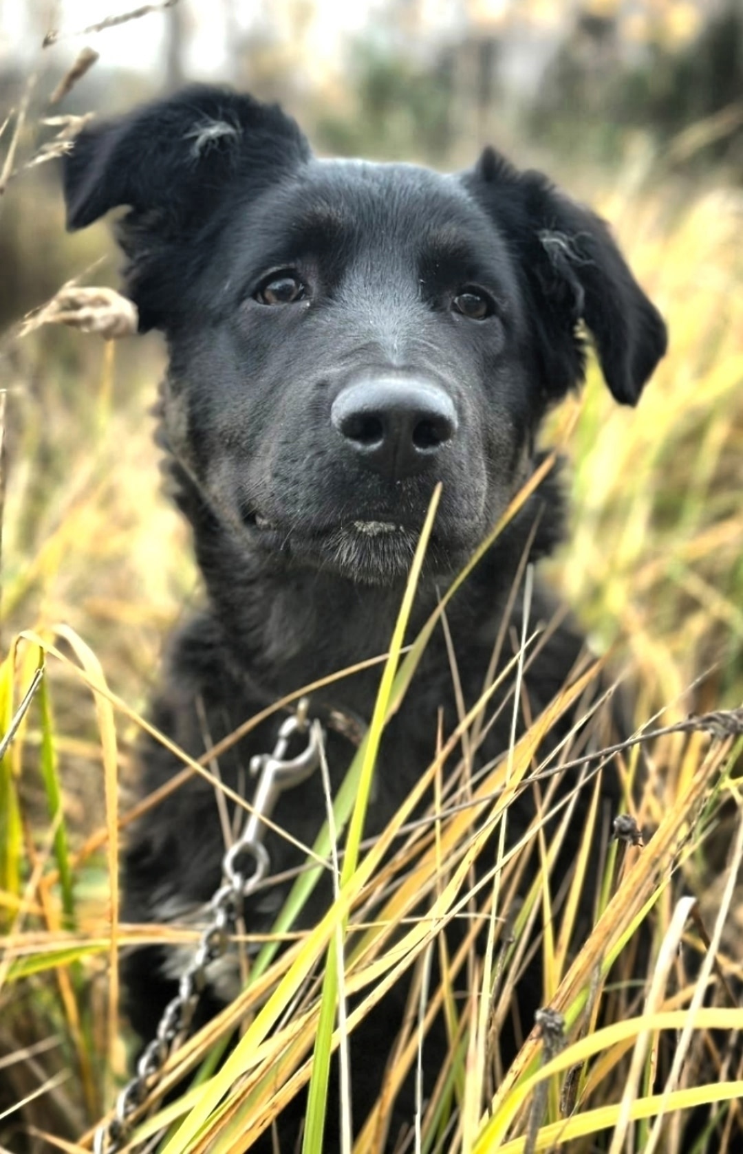 Найдена собака в Октябрьском — фото объявления