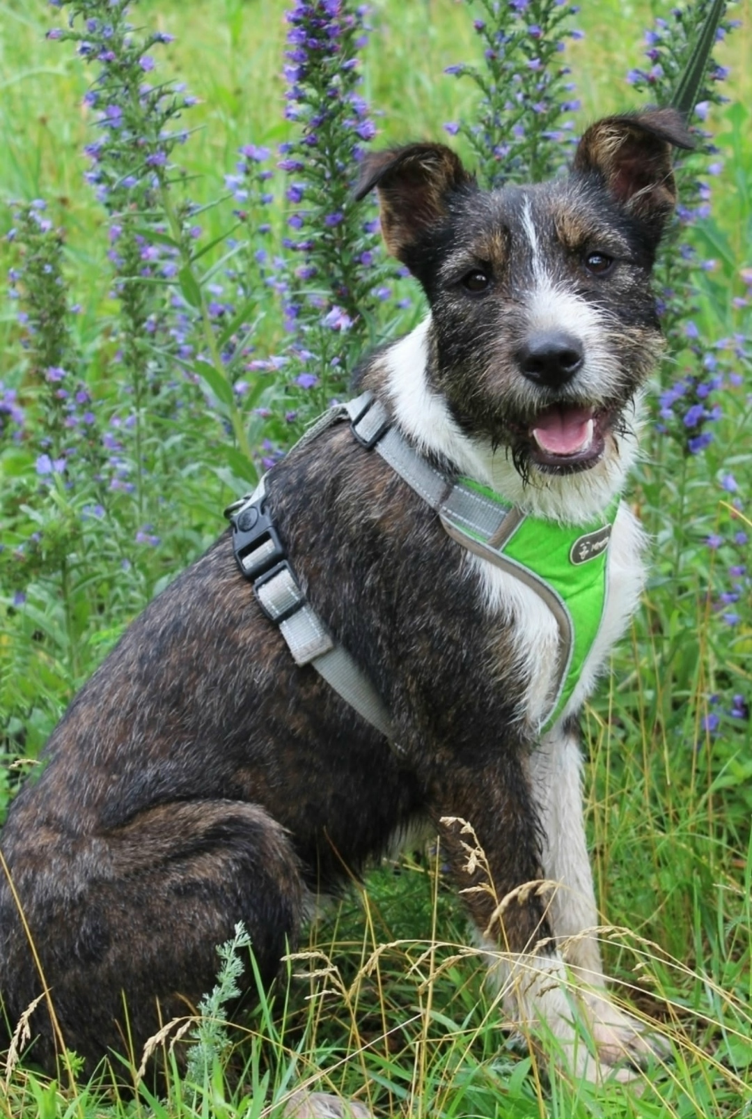 Найдена собака в Октябрьском — фото объявления