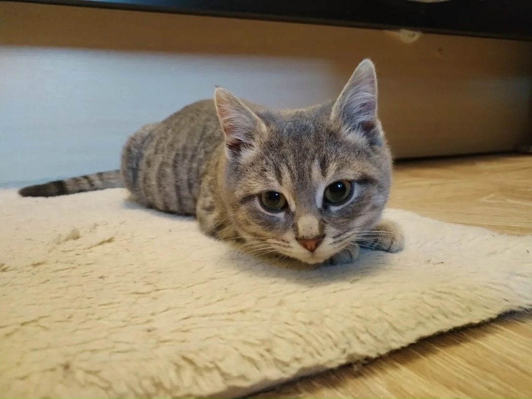 Найдена кошка в Октябрьском — фото объявления