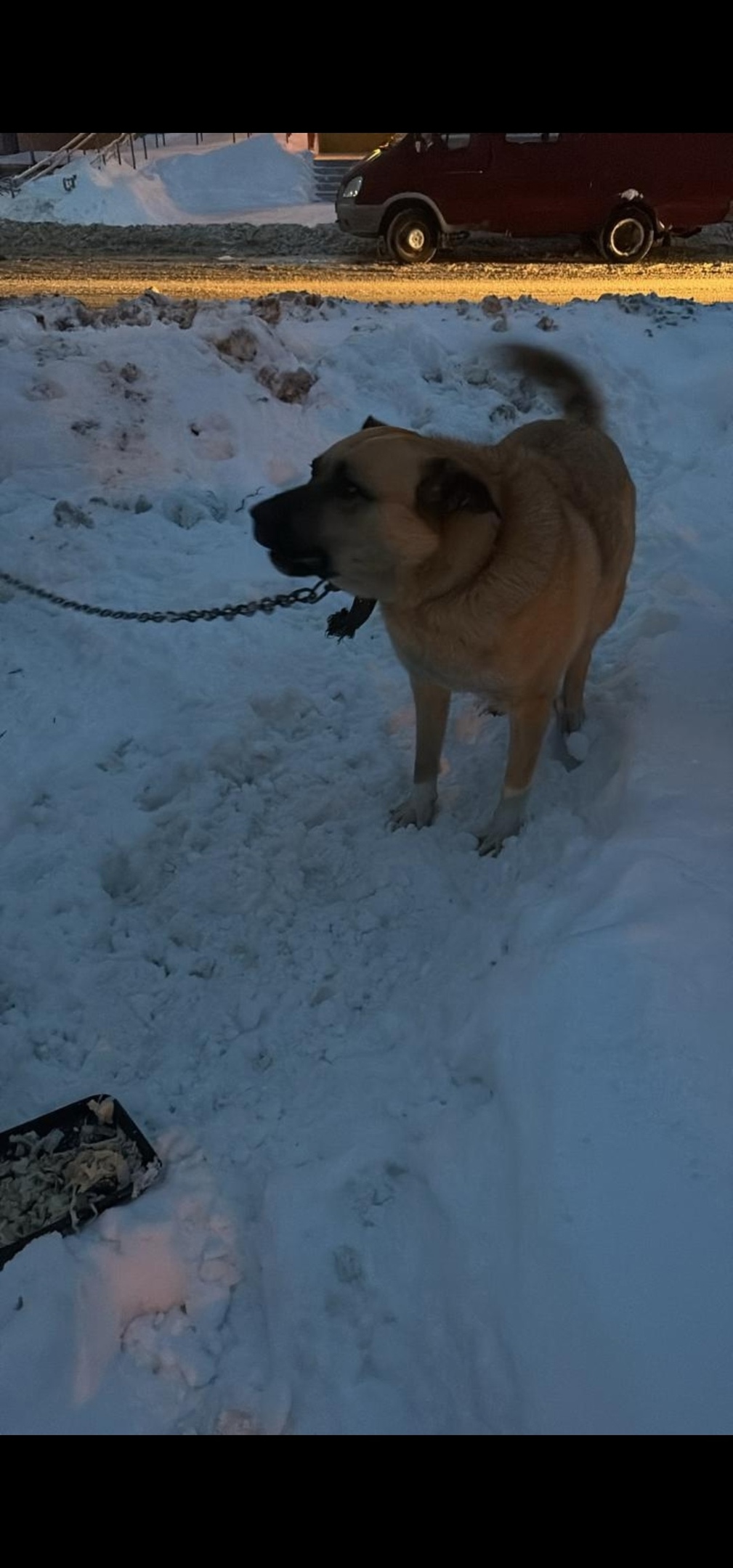 Найдена собака в Октябрьском — фото объявления