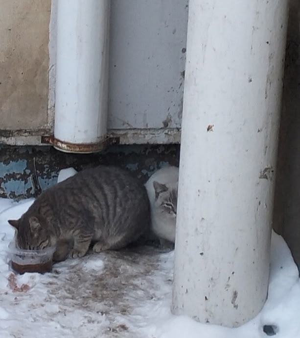 Пропала собака в Октябрьском — фото объявления