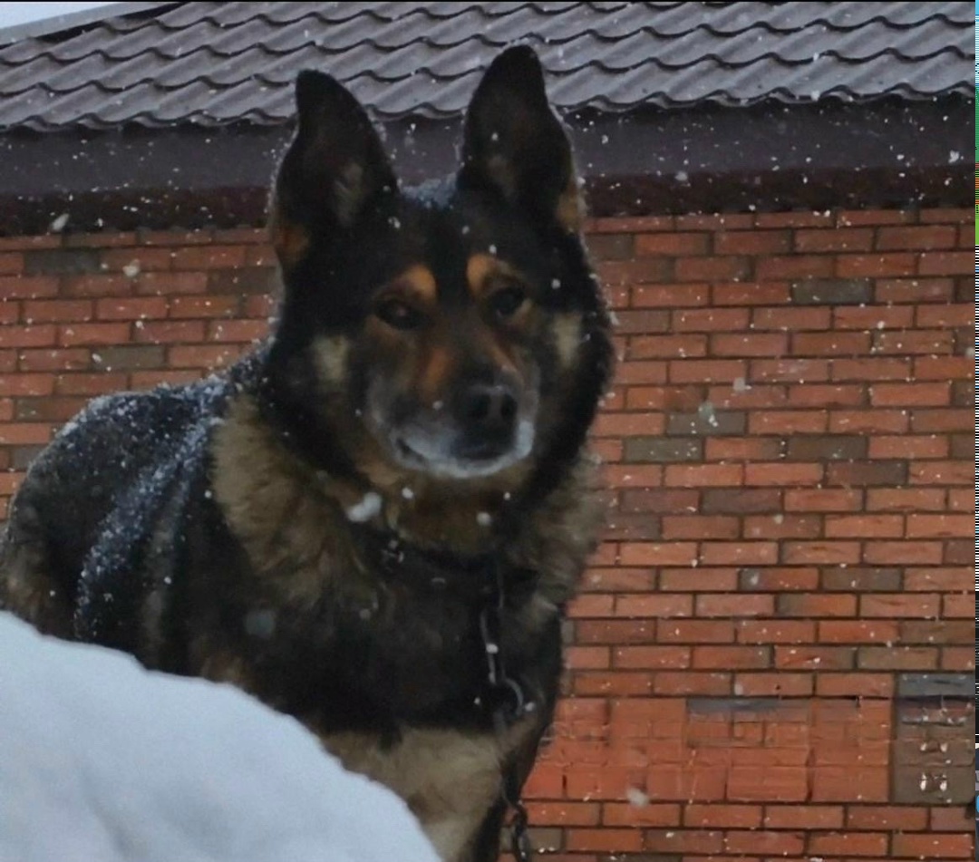 Пропала собака в Октябрьском — фото объявления