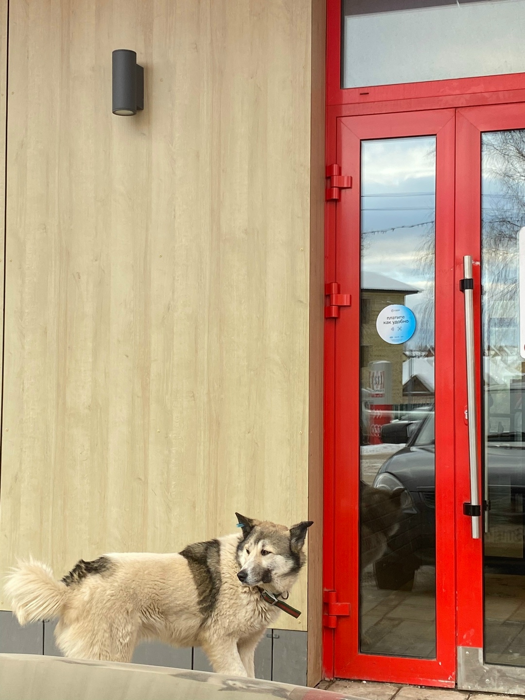 Пропала собака в Октябрьском — фото объявления