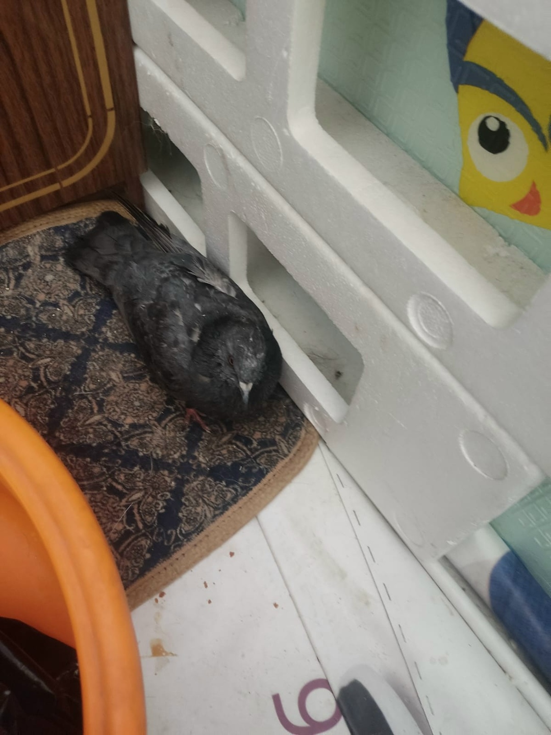 Найдена собака в Октябрьском — фото объявления