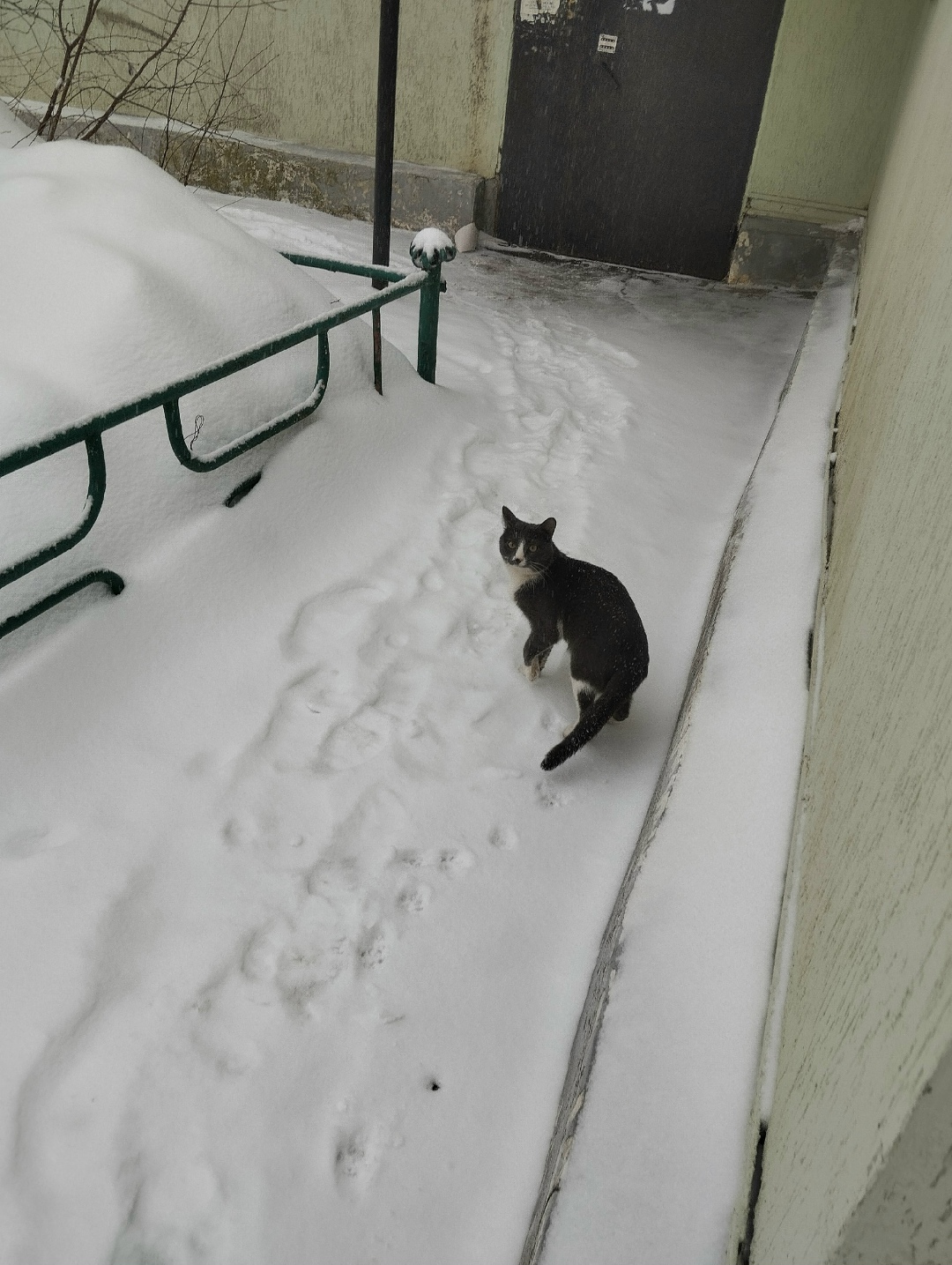 Найдена кошка в Октябрьском — фото объявления