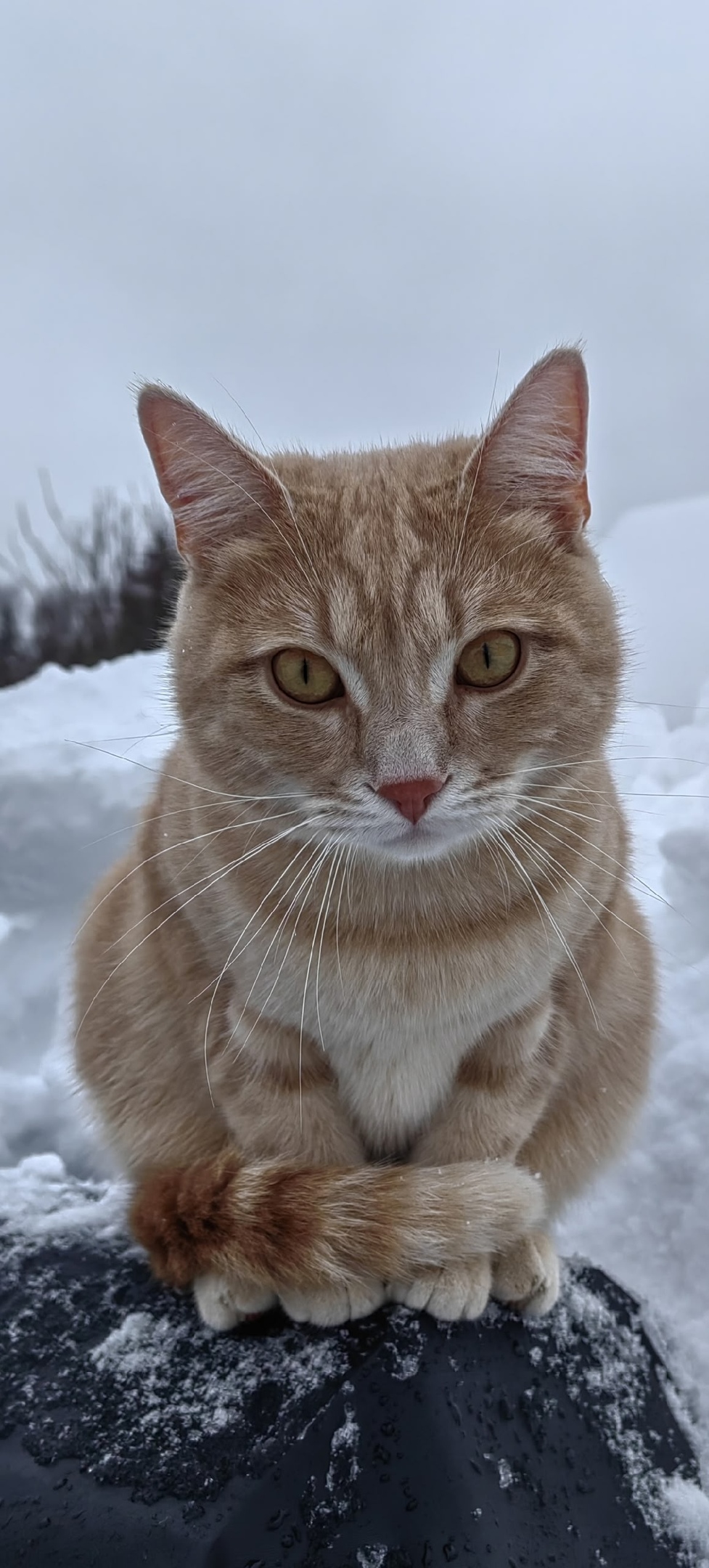 Пропала кошка в Октябрьском — фото объявления