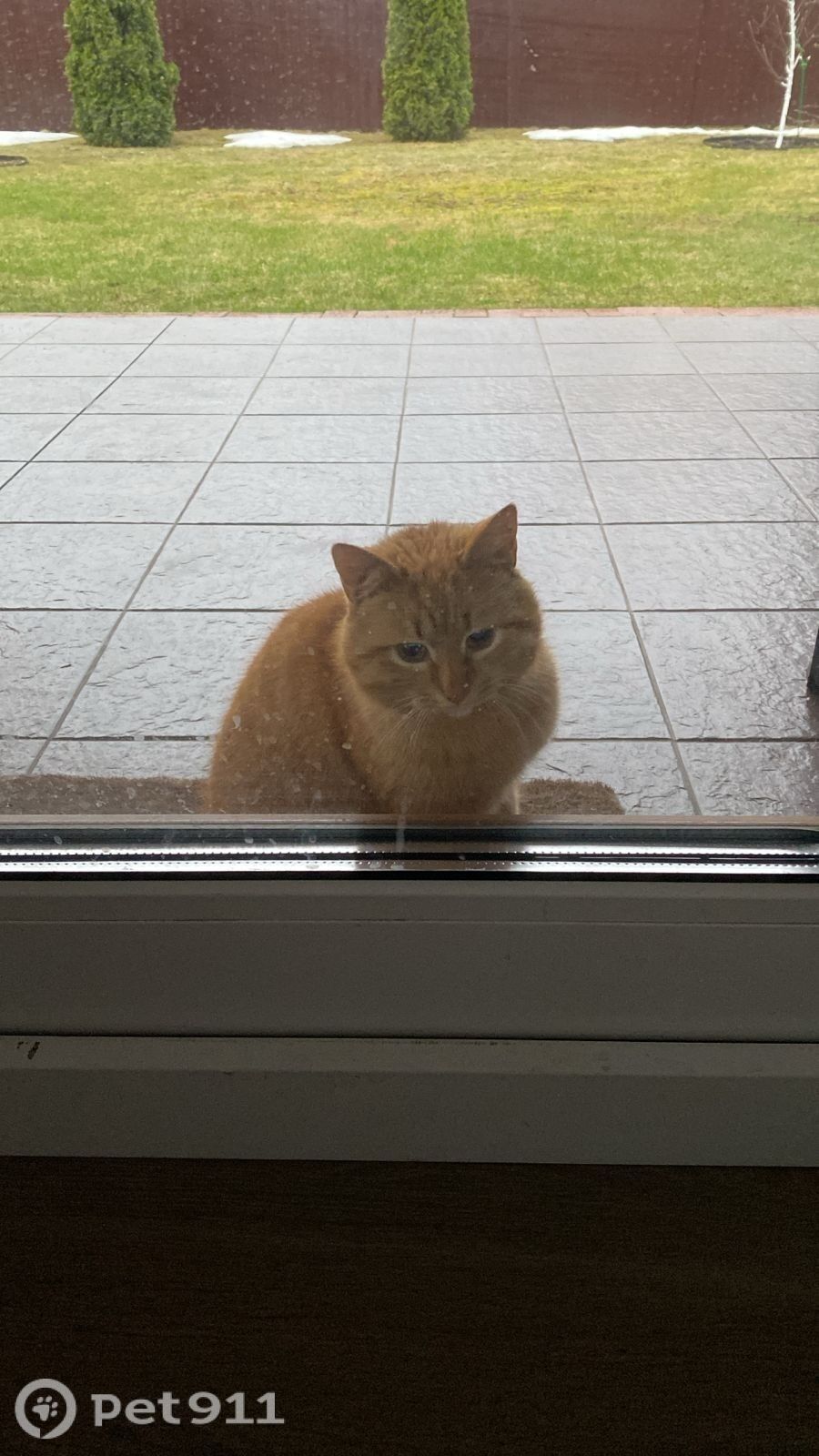 Найдена кошка в Октябрьском — фото объявления