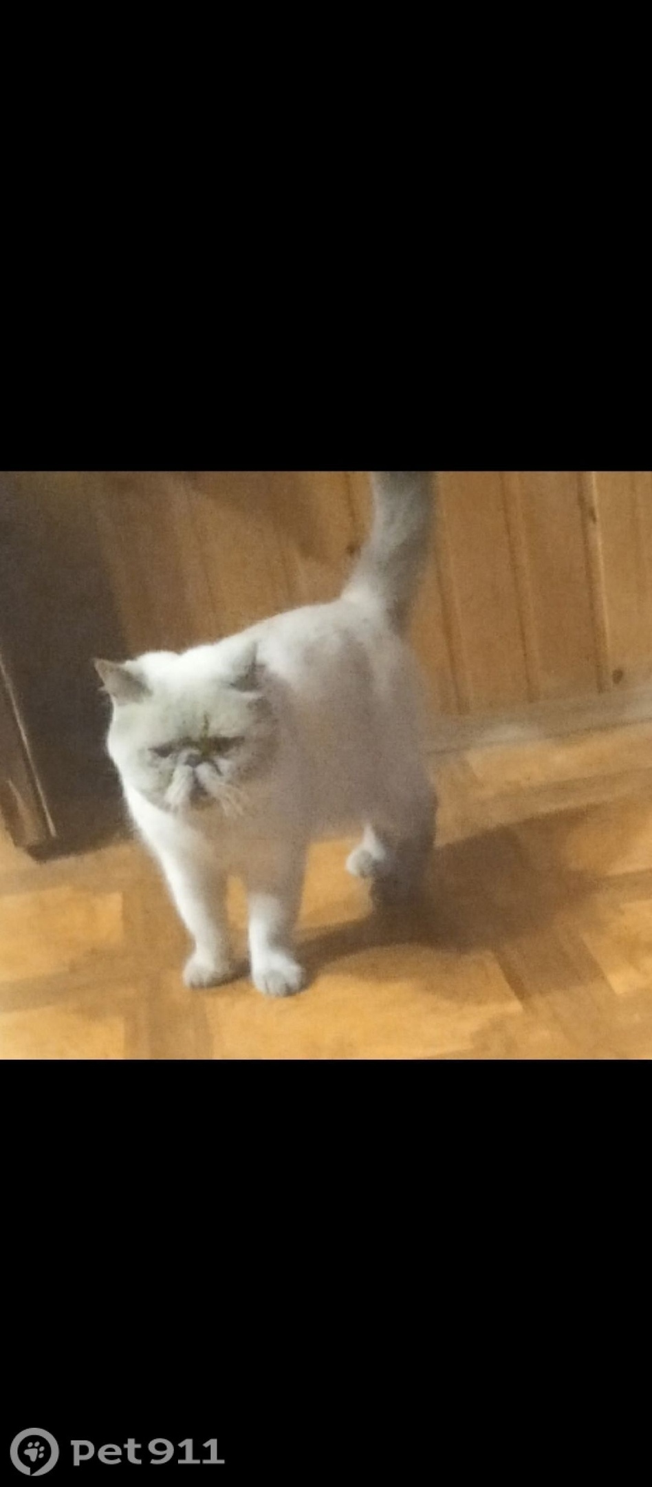 Пропала кошка в Октябрьском — фото объявления