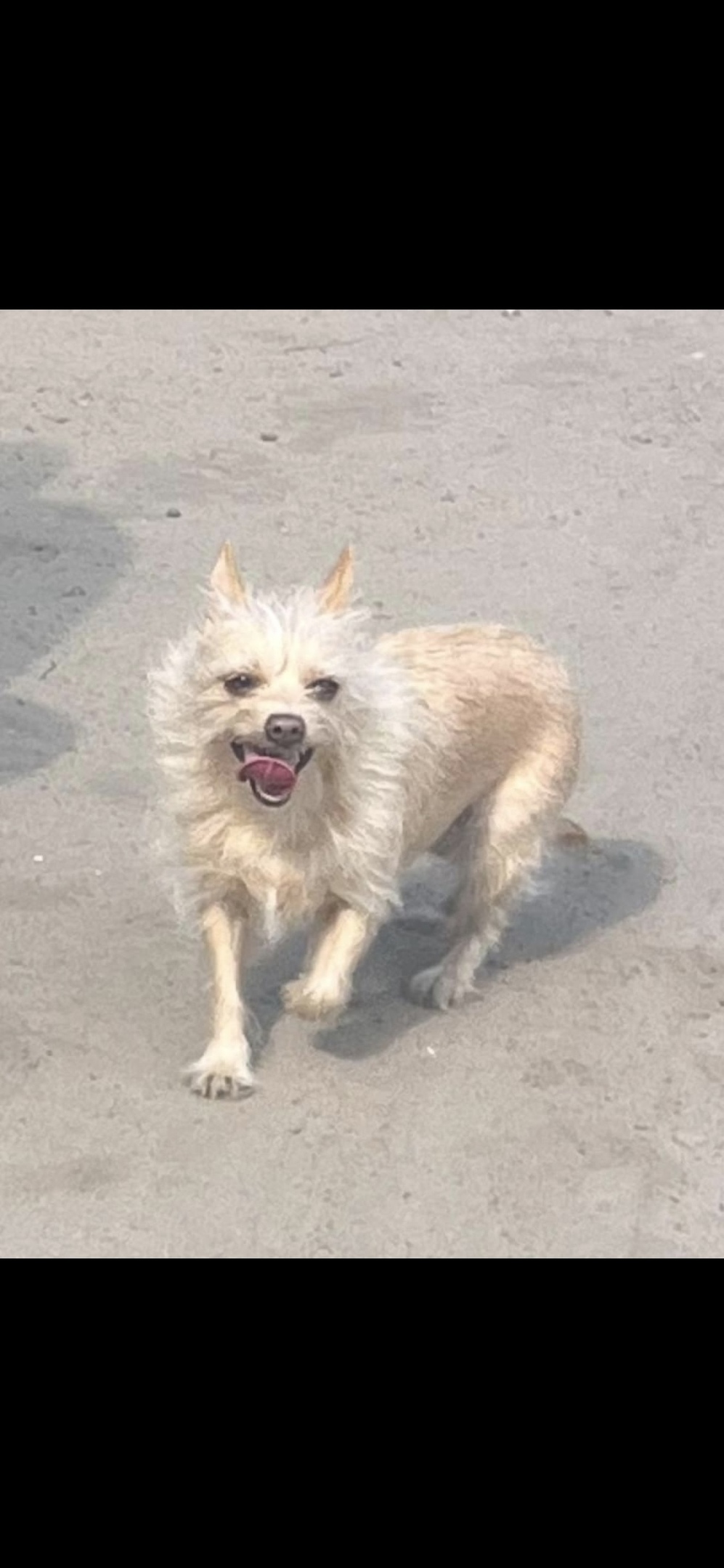 Пропала собака в Октябрьском — фото объявления