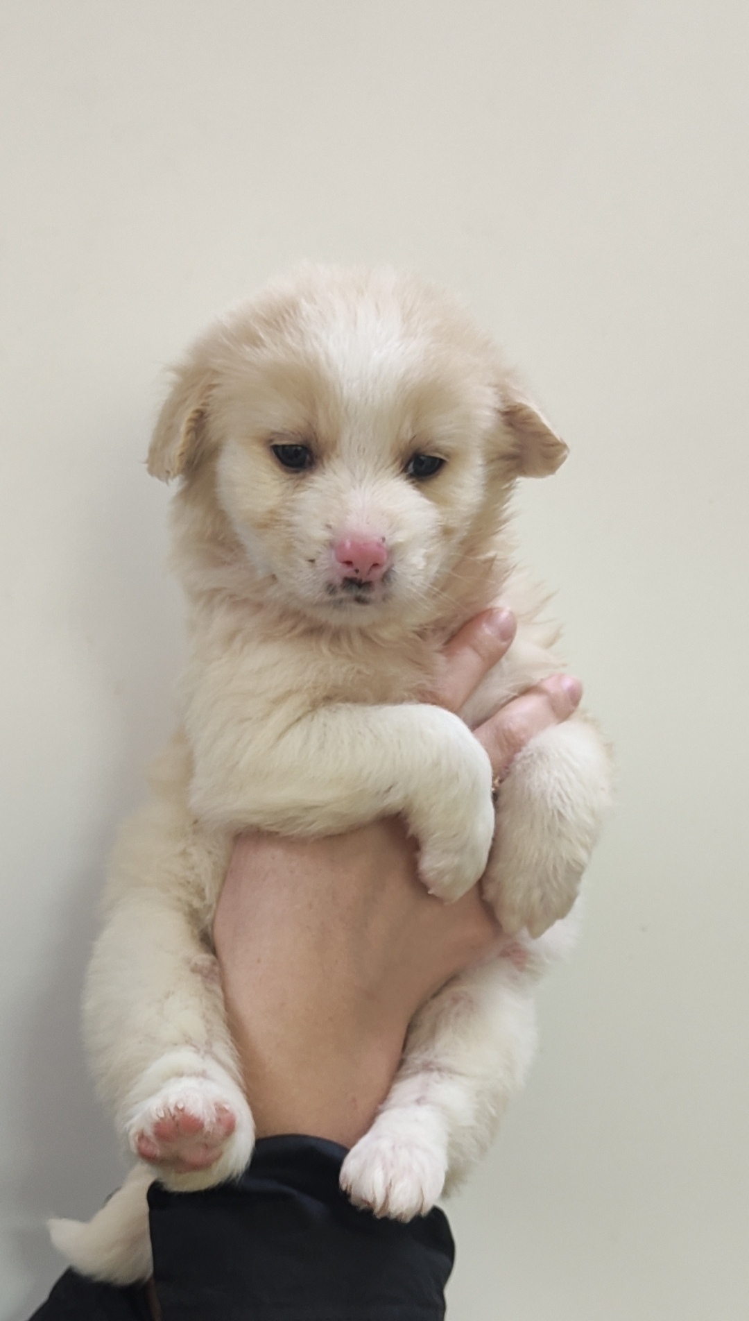 Найдена собака в Октябрьском — фото объявления