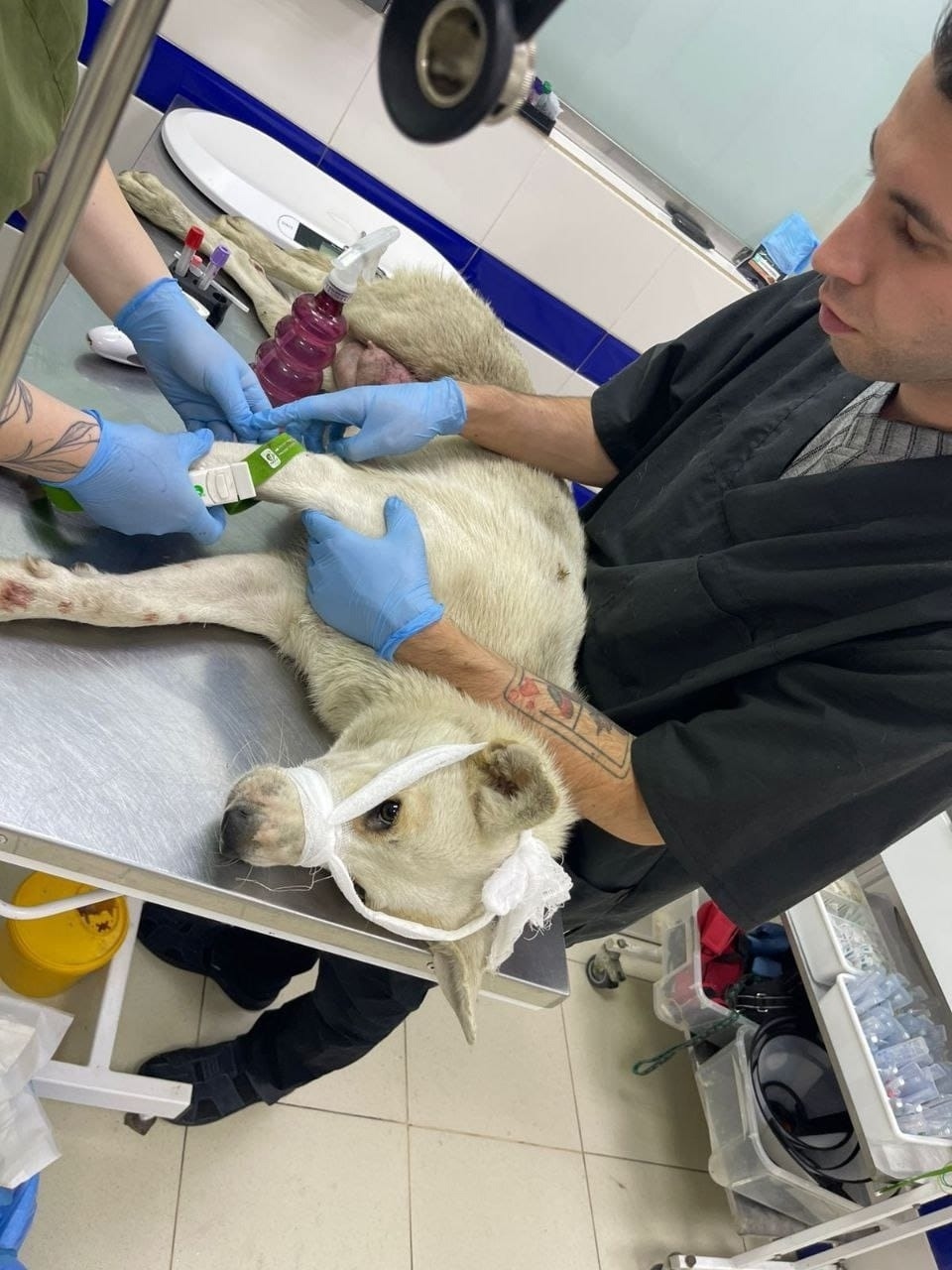 Найдена собака в Октябрьском — фото объявления