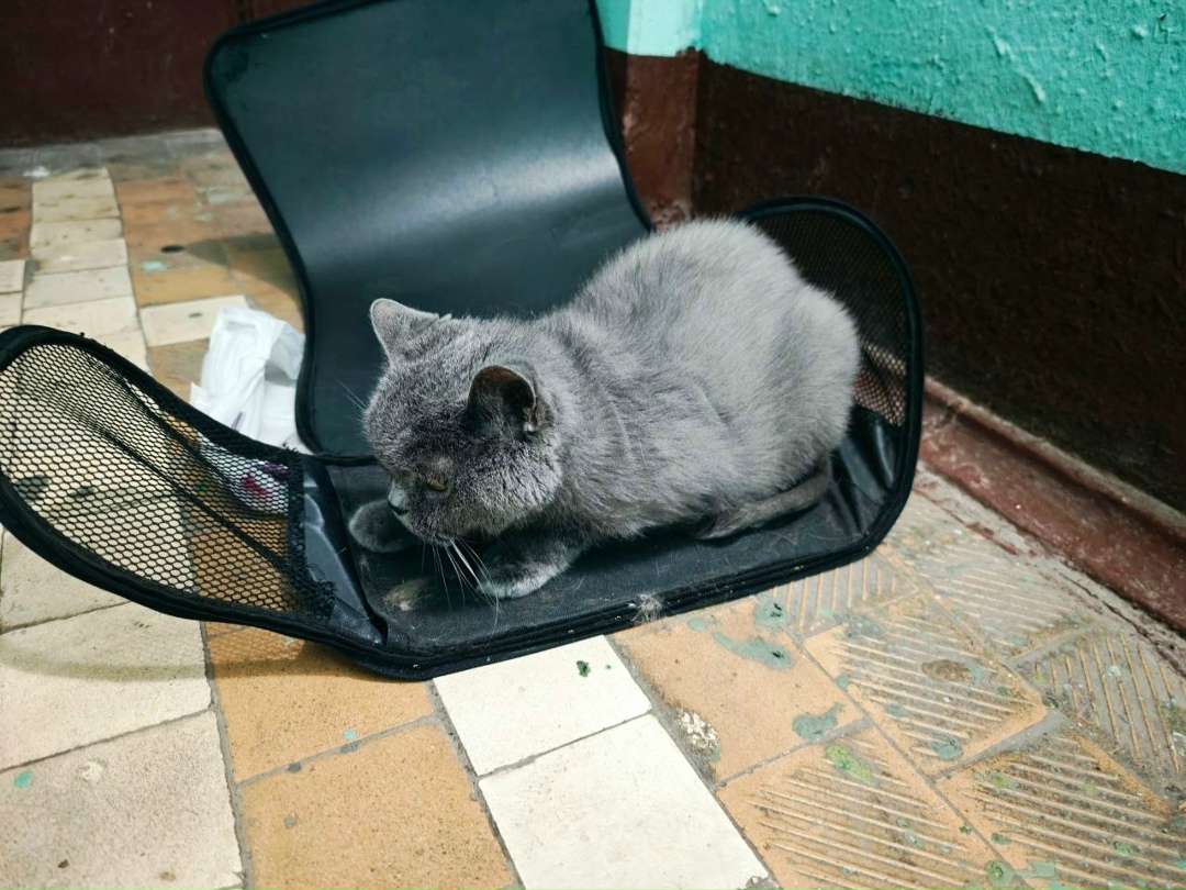 Найдена кошка в Октябрьском — фото объявления