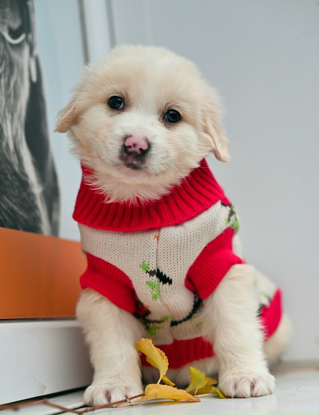 Найдена собака в Октябрьском — фото объявления