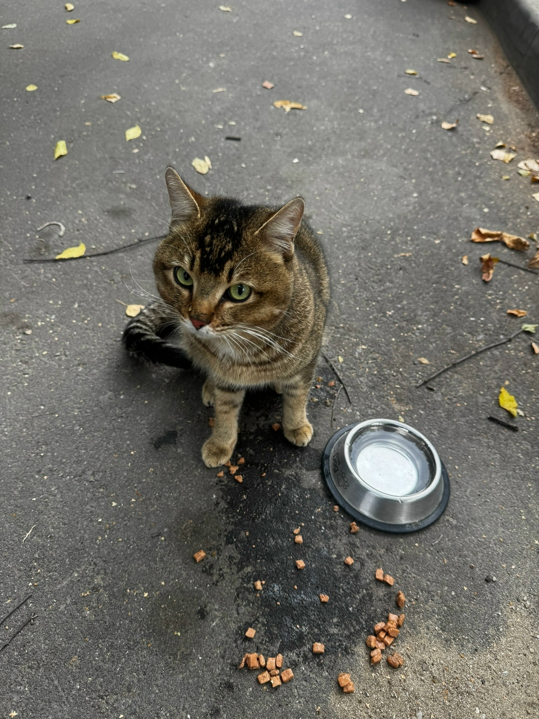 Найдена кошка в Октябрьском — фото объявления