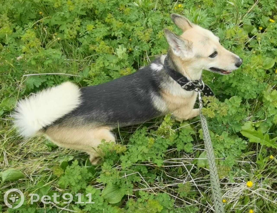 Пропала собака в Петропавловске-Камчатском — фото объявления