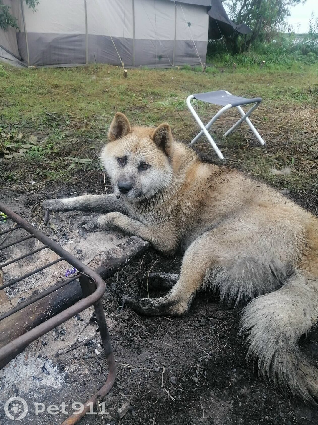 Пропала собака в Петропавловске-Камчатском — фото объявления