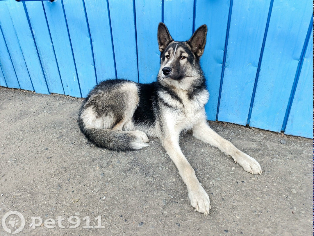 Найдена собака в Петропавловске-Камчатском — фото объявления