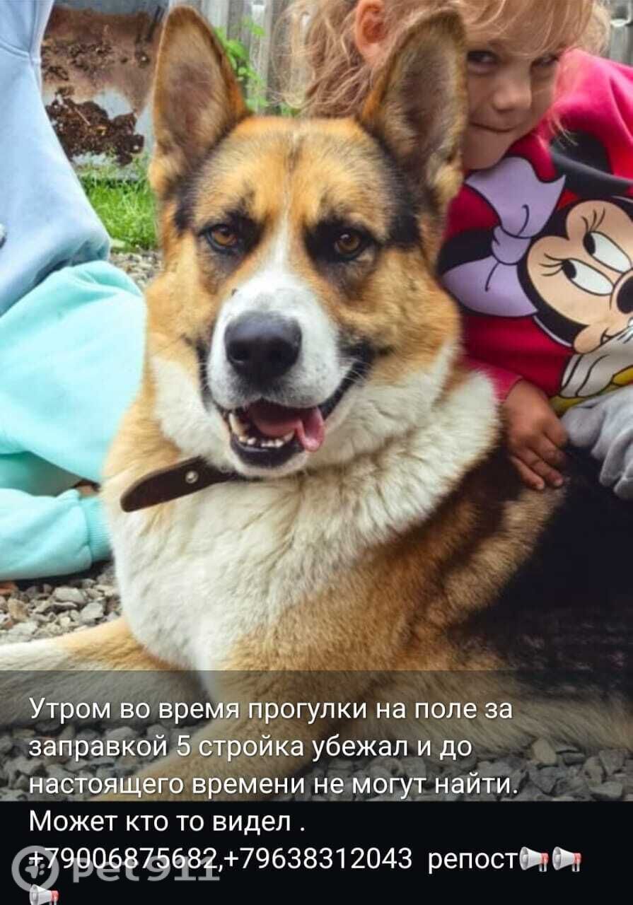 Пропала собака в Петропавловске-Камчатском — фото объявления