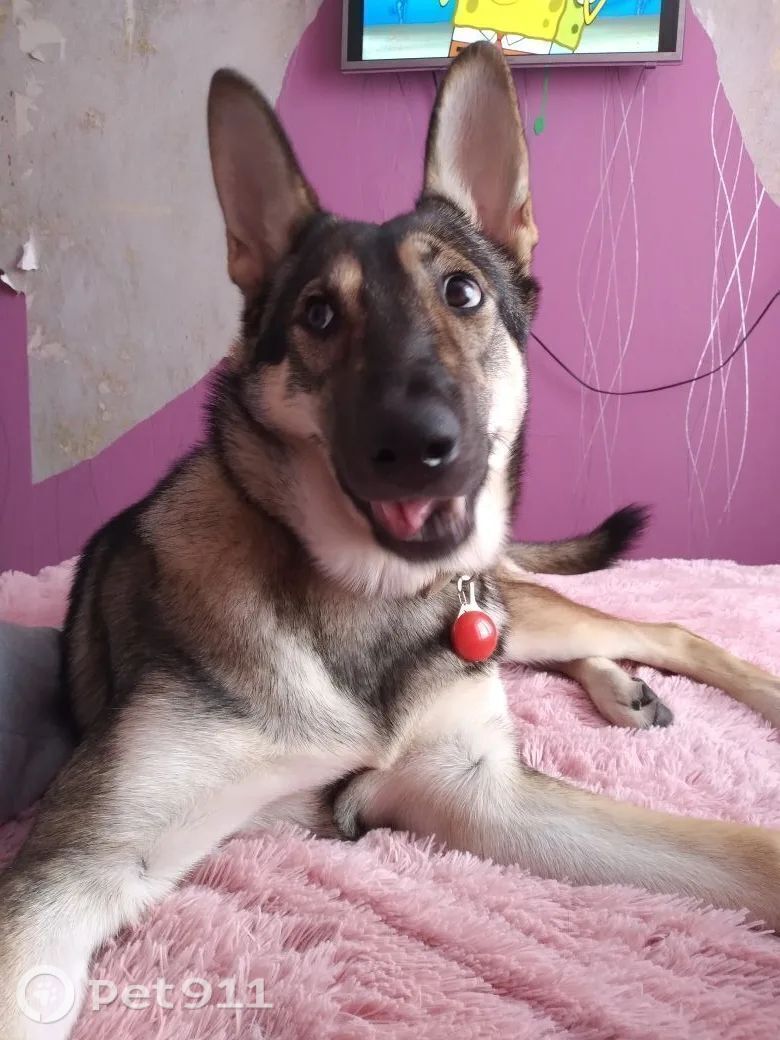 Пропала собака в Петропавловске-Камчатском — фото объявления