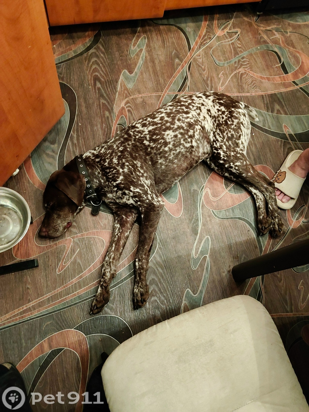 Найдена собака в Петропавловске-Камчатском — фото объявления