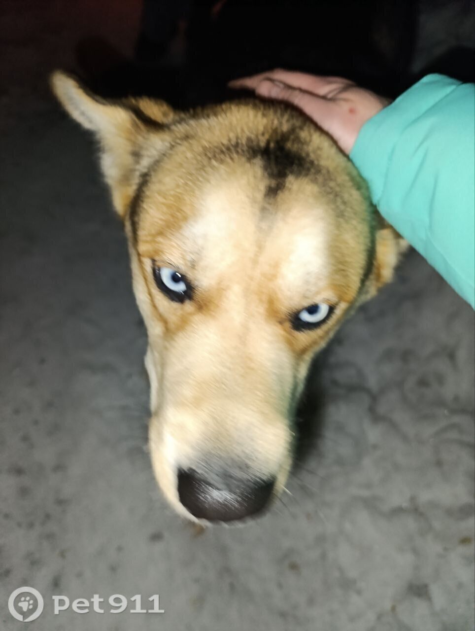 Найдена собака в Петропавловске-Камчатском — фото объявления