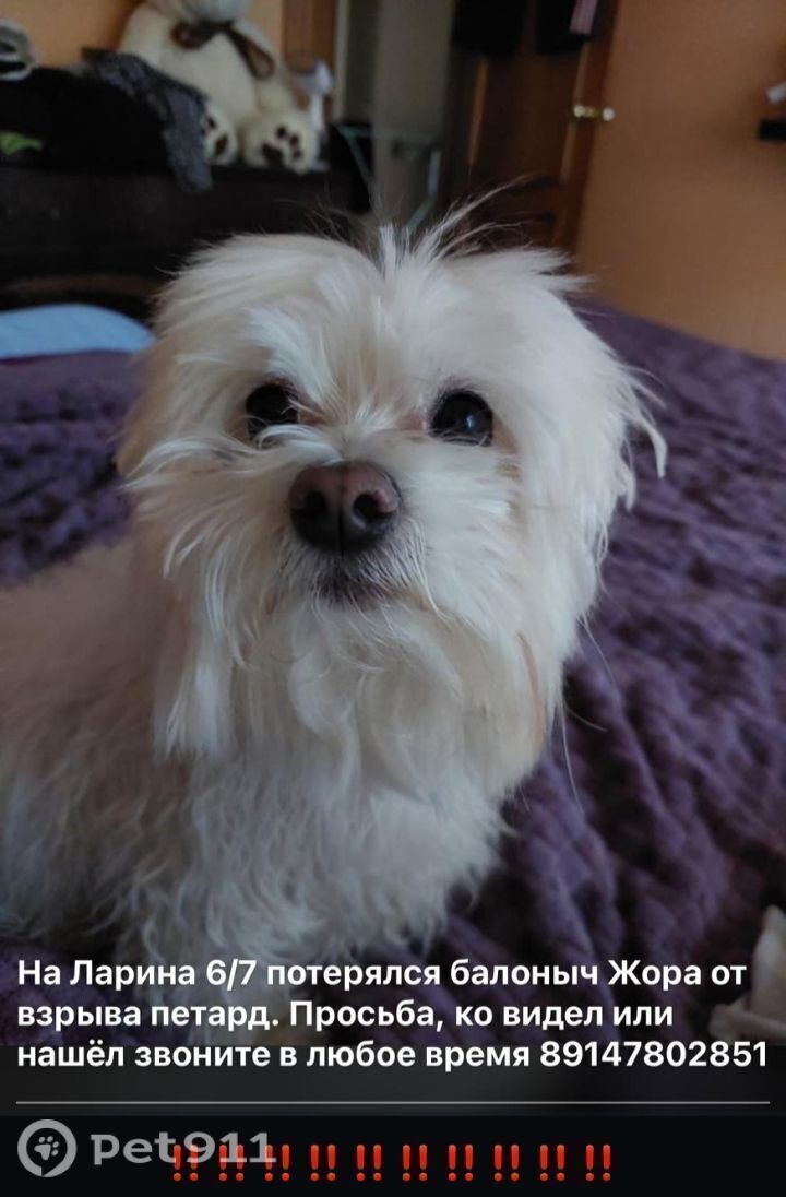 Пропала собака в Петропавловске-Камчатском — фото объявления