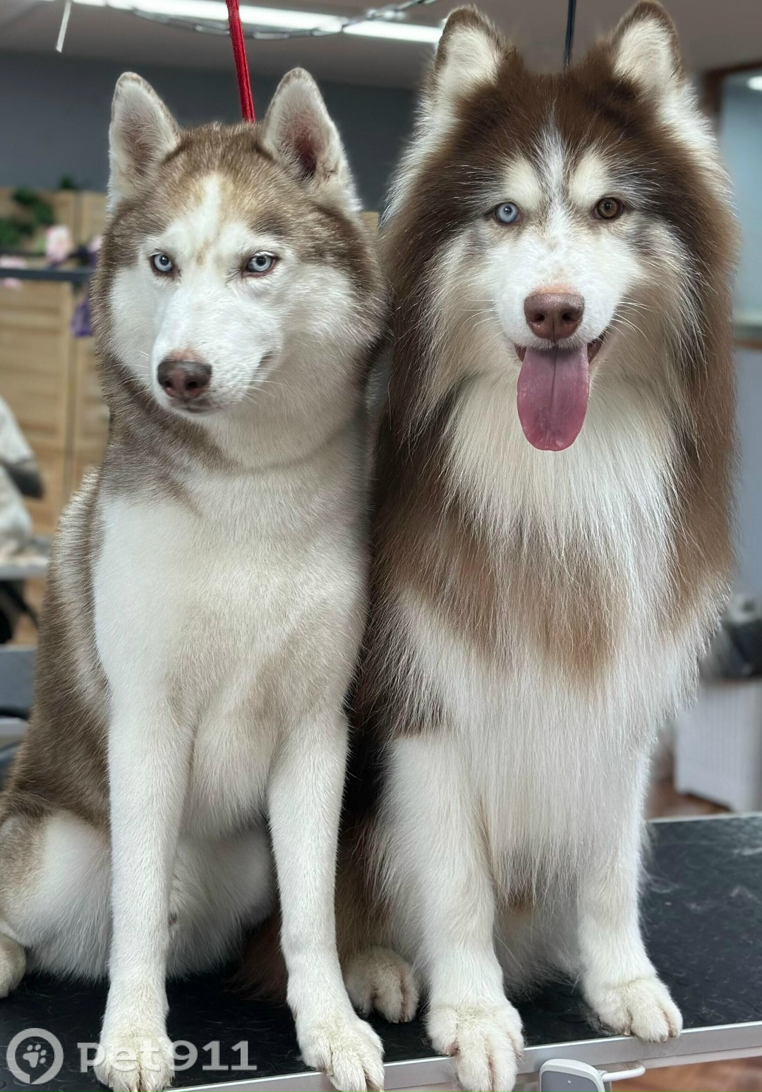 Пропала собака в Петропавловске-Камчатском — фото объявления