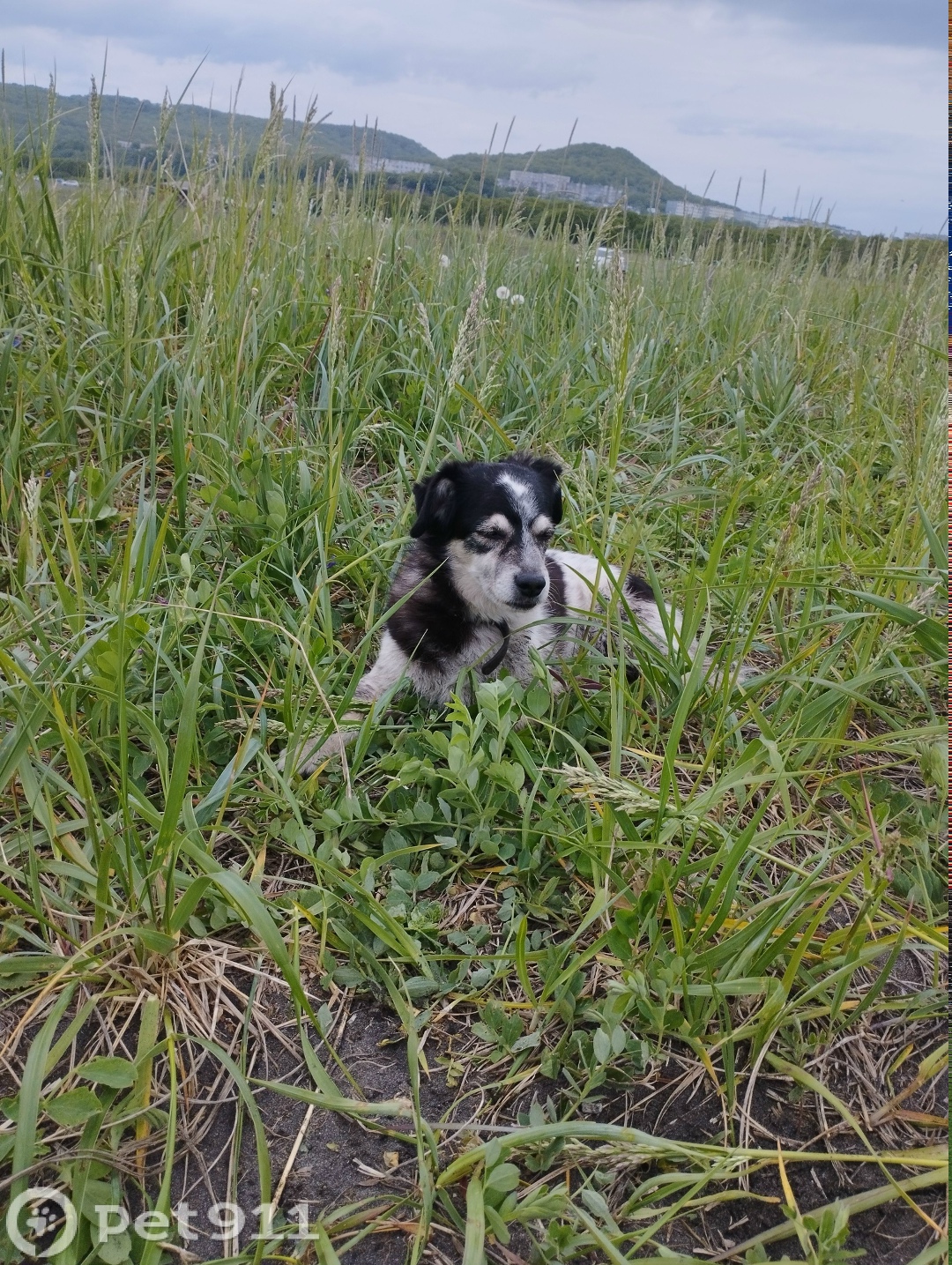 Пропала собака в Петропавловске-Камчатском — фото объявления