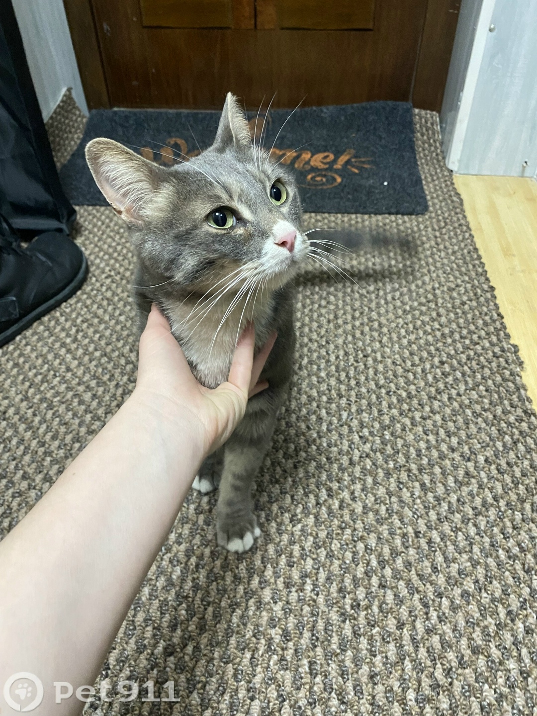 Найдена кошка в Петропавловске-Камчатском — фото объявления