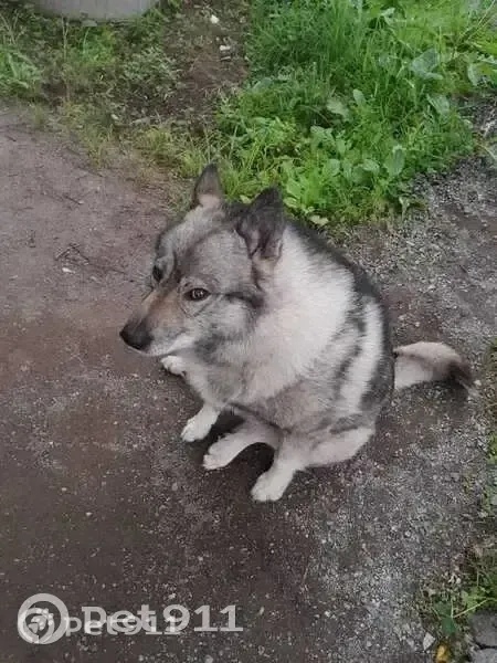 Пропала собака в Петропавловске-Камчатском — фото объявления