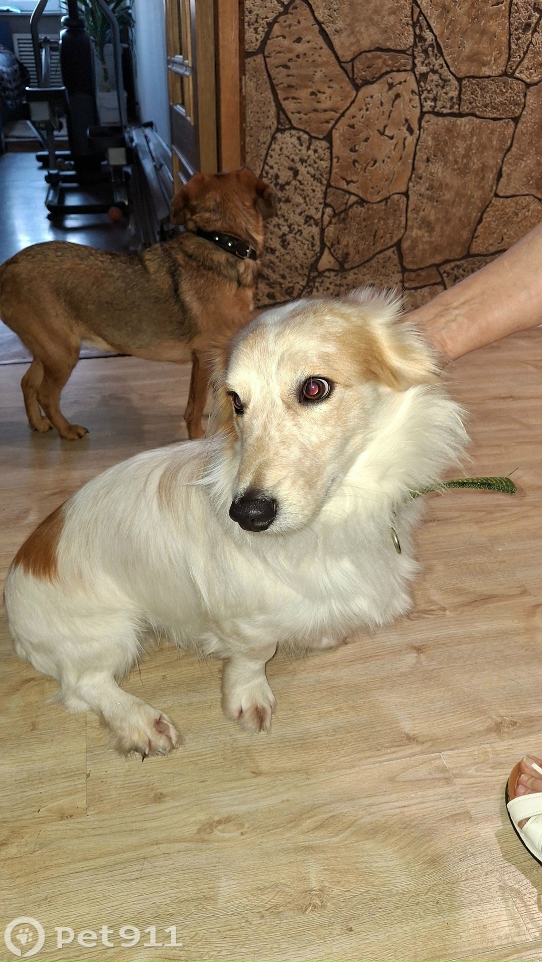 Найдена собака в Петропавловске-Камчатском — фото объявления