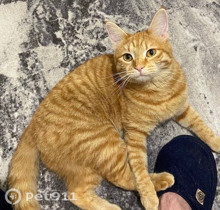 Пропала кошка в Петропавловске-Камчатском — фото объявления