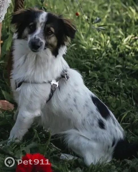 Пропала собака в Петропавловске-Камчатском — фото объявления