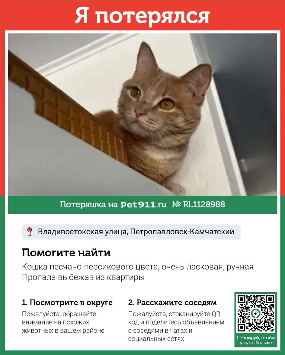 Пропала кошка в Петропавловске-Камчатском — фото объявления
