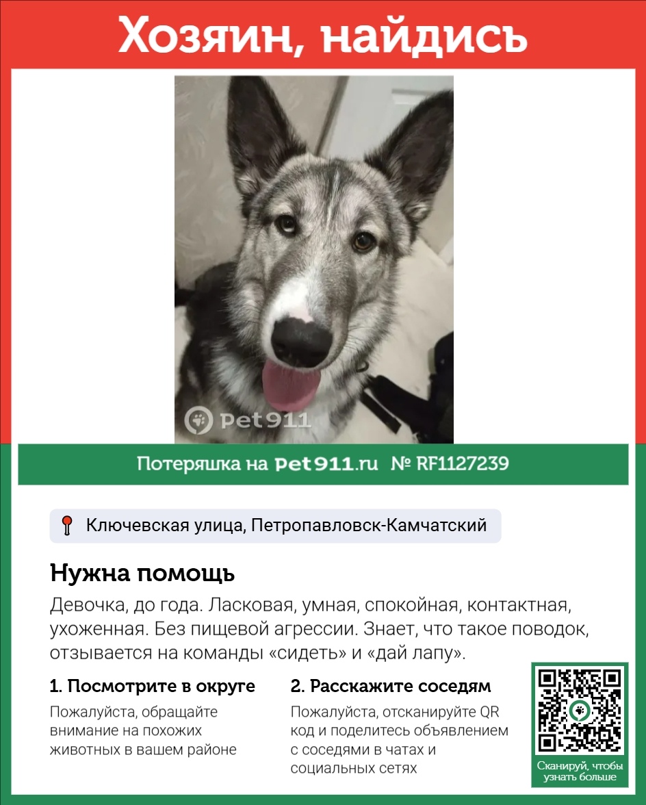 Найдена собака в Петропавловске-Камчатском — фото объявления