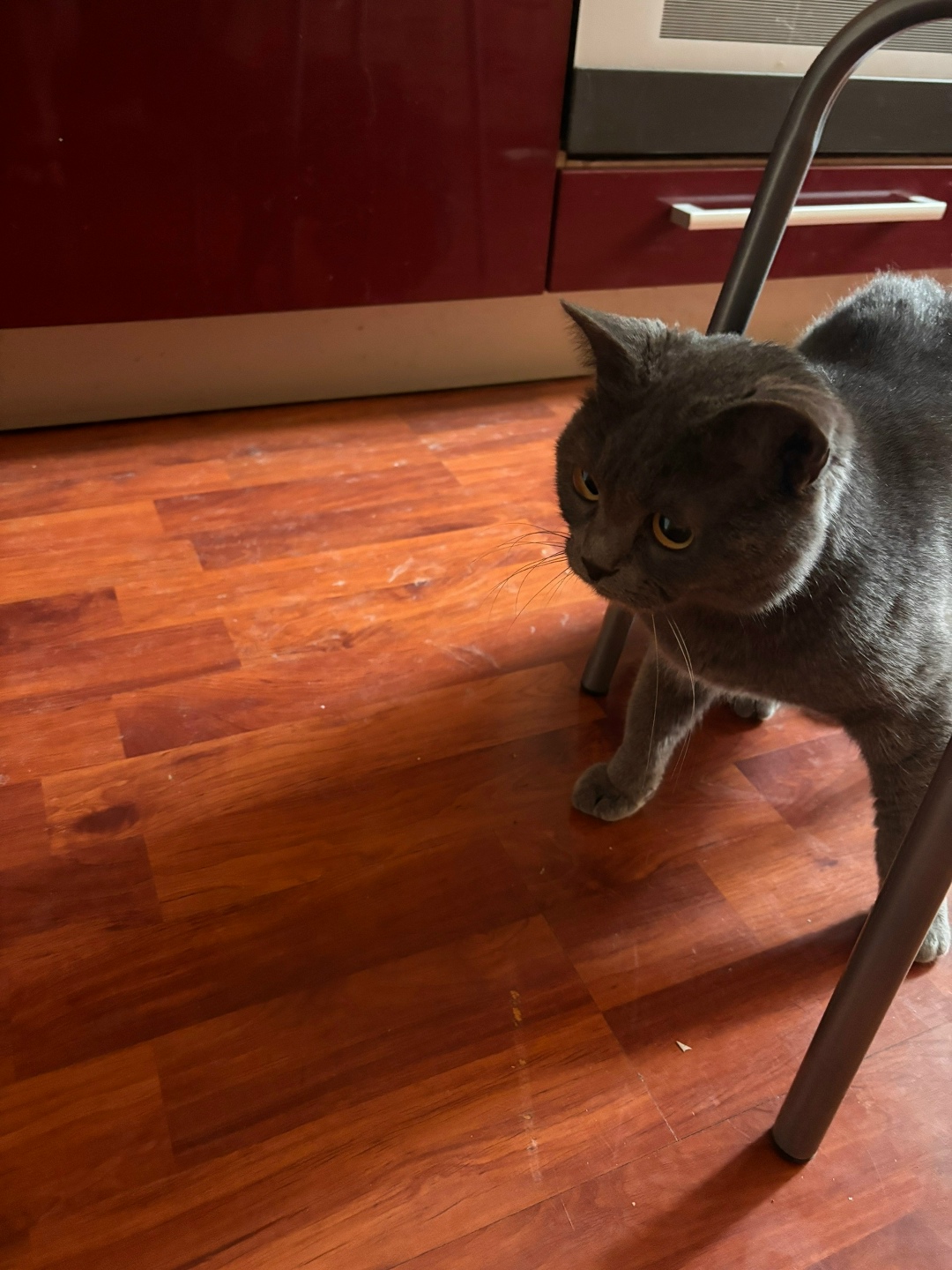 Пропала кошка в Петропавловске-Камчатском — фото объявления