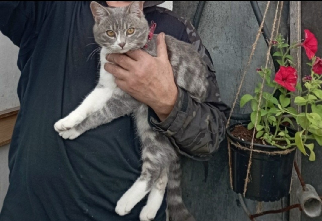 Пропала собака в Петропавловске-Камчатском — фото объявления