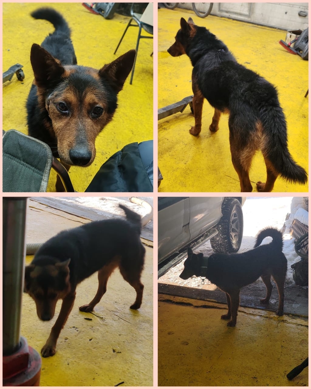 Пропала собака в Петропавловске-Камчатском — фото объявления