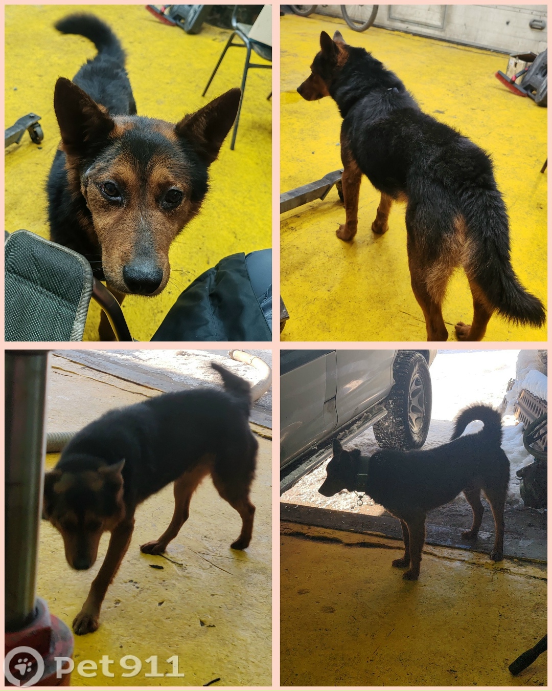 Пропала собака в Петропавловске-Камчатском — фото объявления