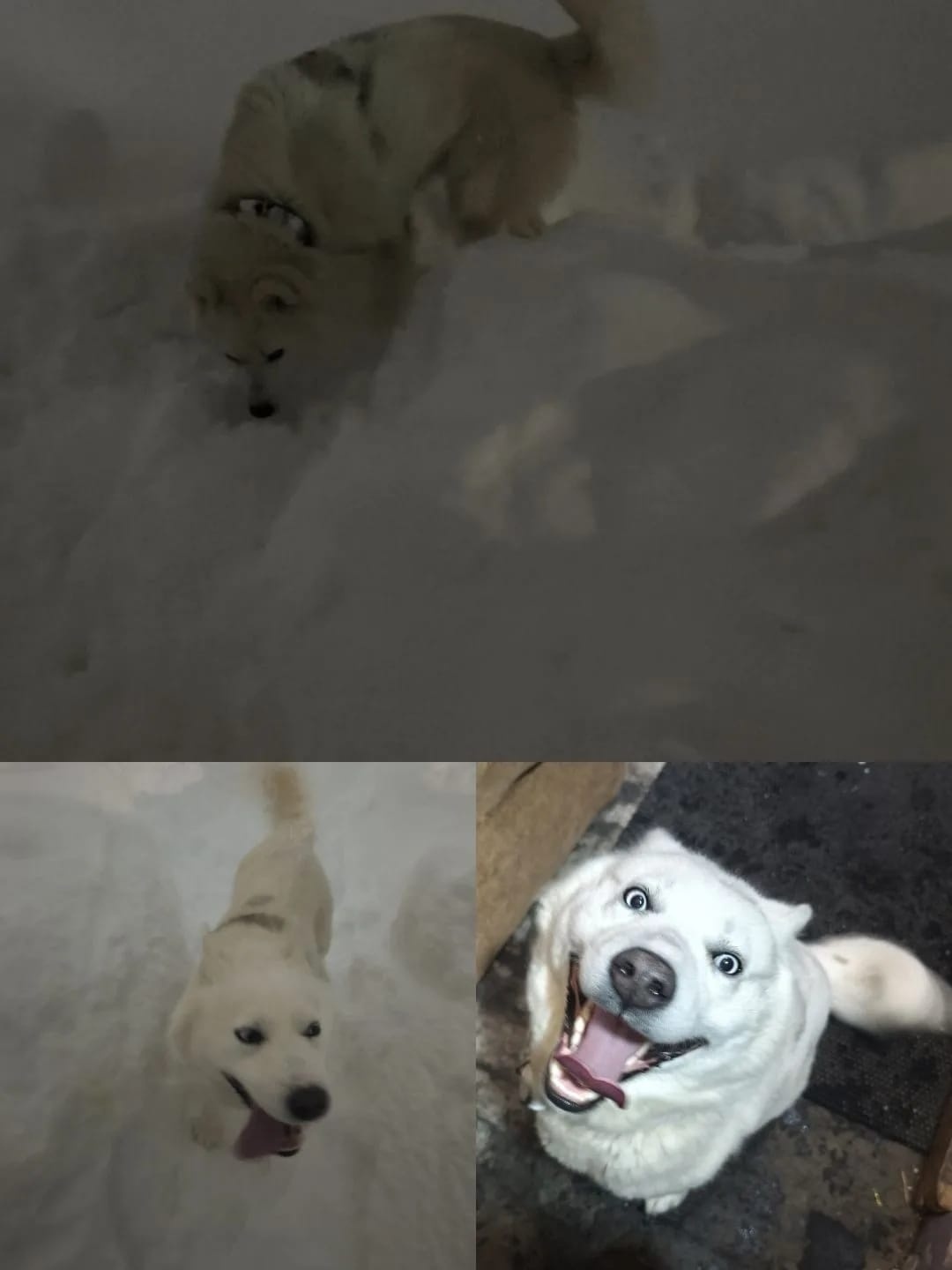 Пропала собака в Петропавловске-Камчатском — фото объявления