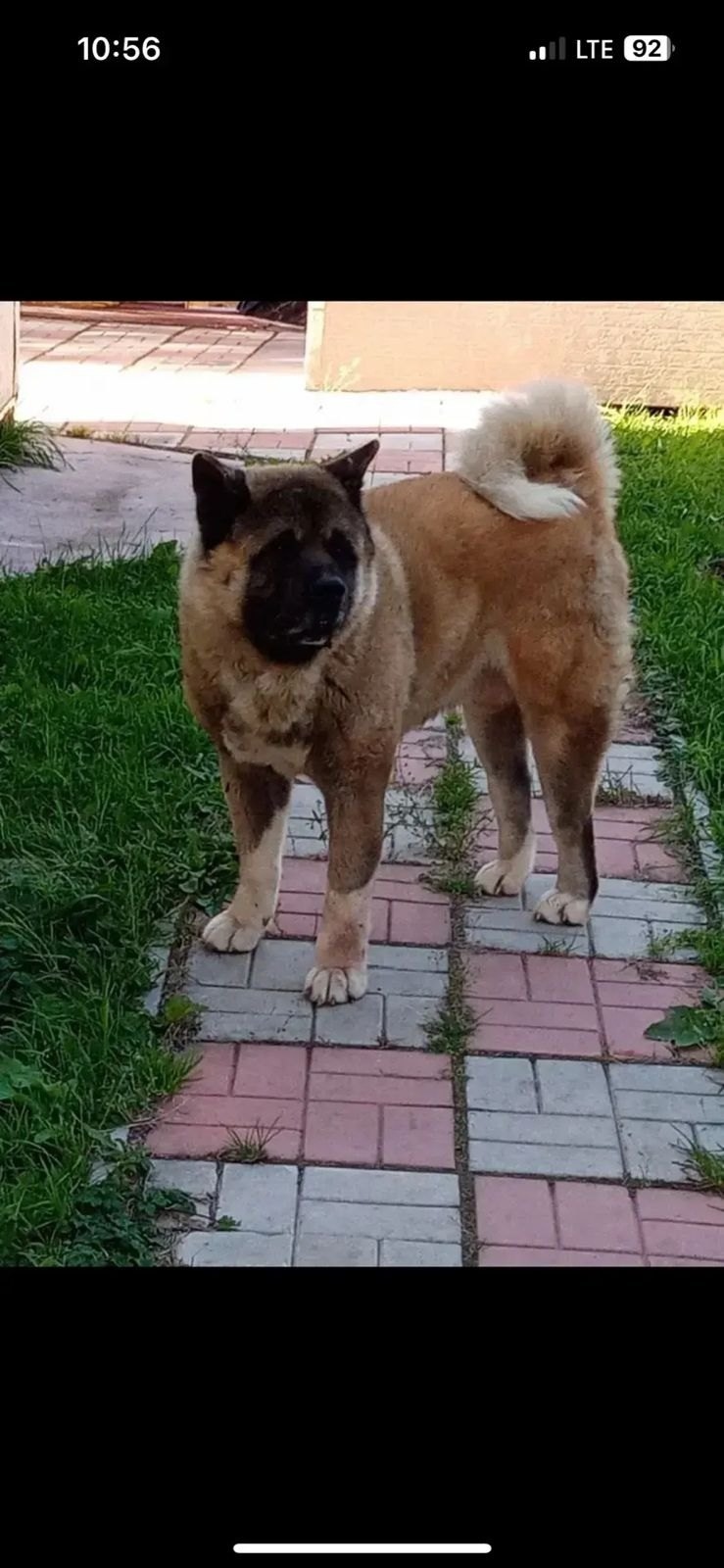 Найдена собака в Петропавловске-Камчатском — фото объявления