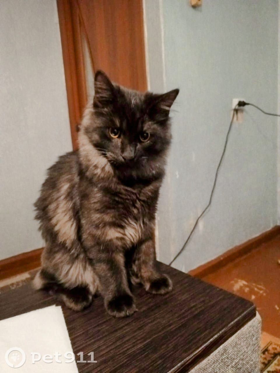 Пропала кошка в Петропавловске-Камчатском — фото объявления